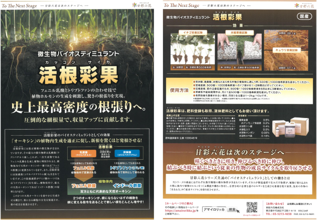 BS資材 甘根彩果（カッコンサイカ）